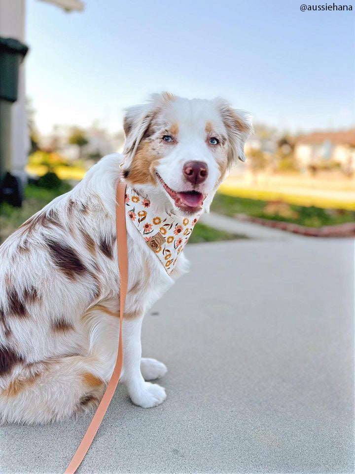 Chai Brown Waterproof Cloud Dog Leash
