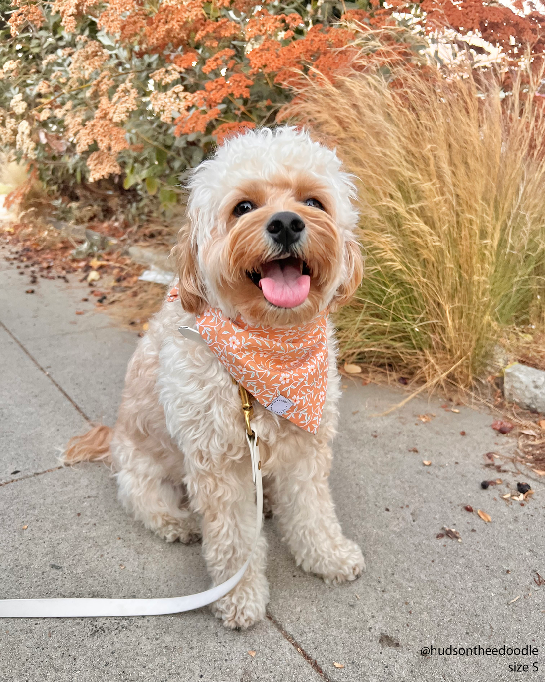 Sunkissed Daisies Dog Bandana