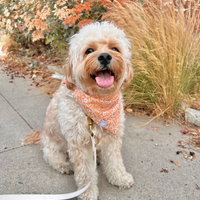 Sunkissed Daisies Dog Bandana