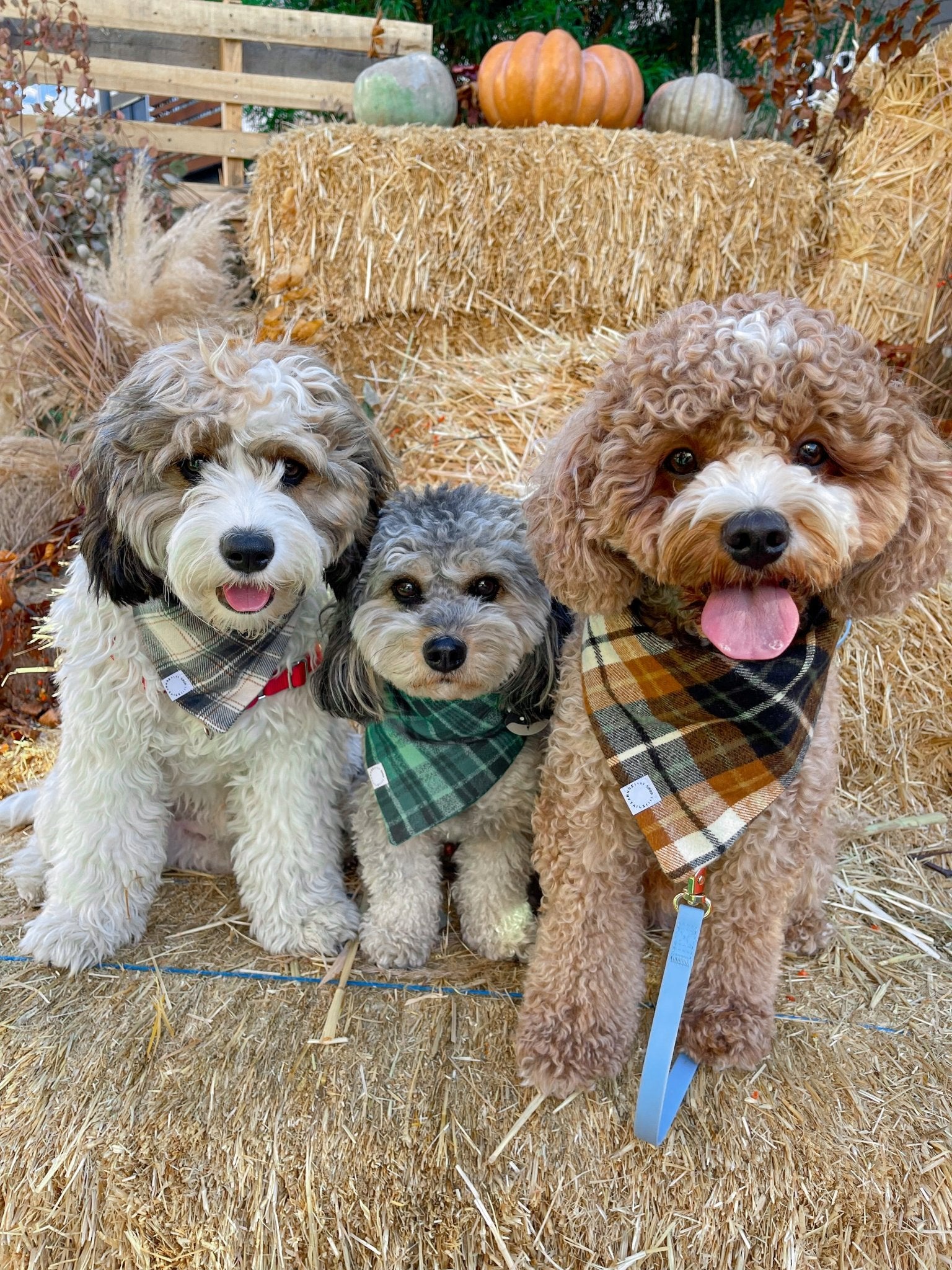 Forest Plaid Flannel Dog Bandana - SUNNY TAILS