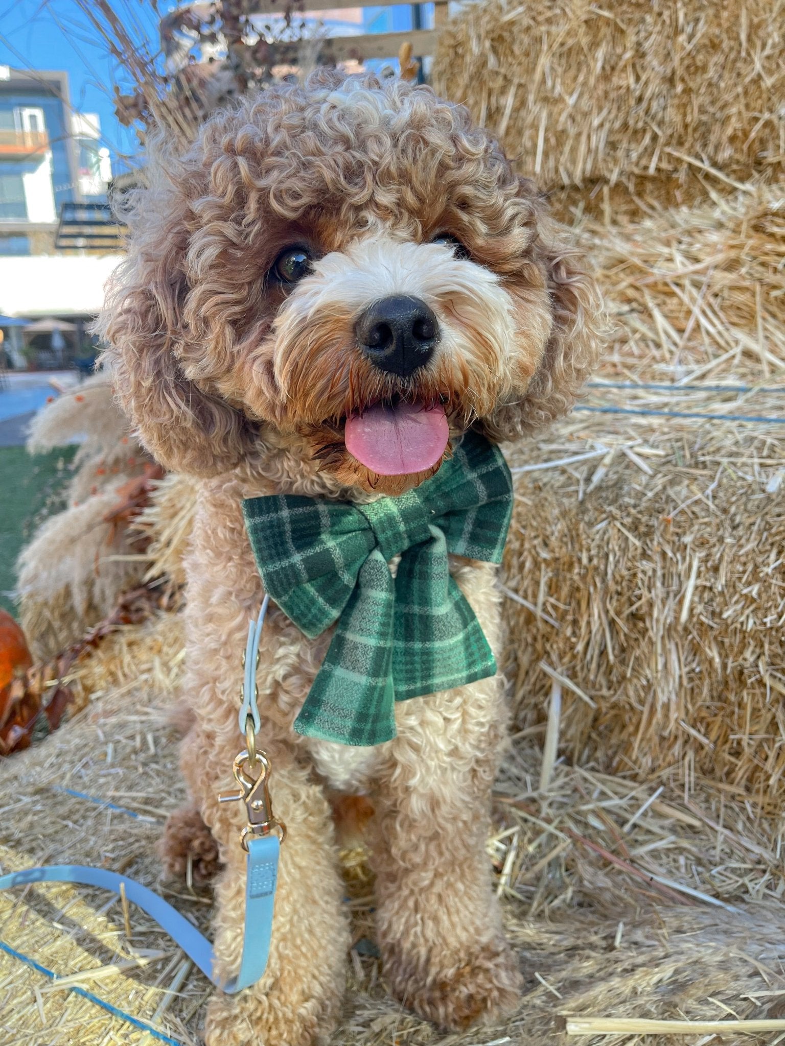 Forest Plaid Flannel Dog Sailor Bow - SUNNY TAILS