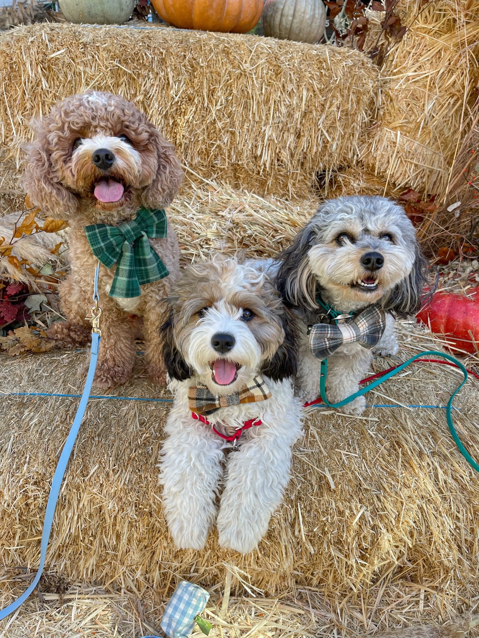 Harvest Plaid Flannel Dog Bow Tie - SUNNY TAILS