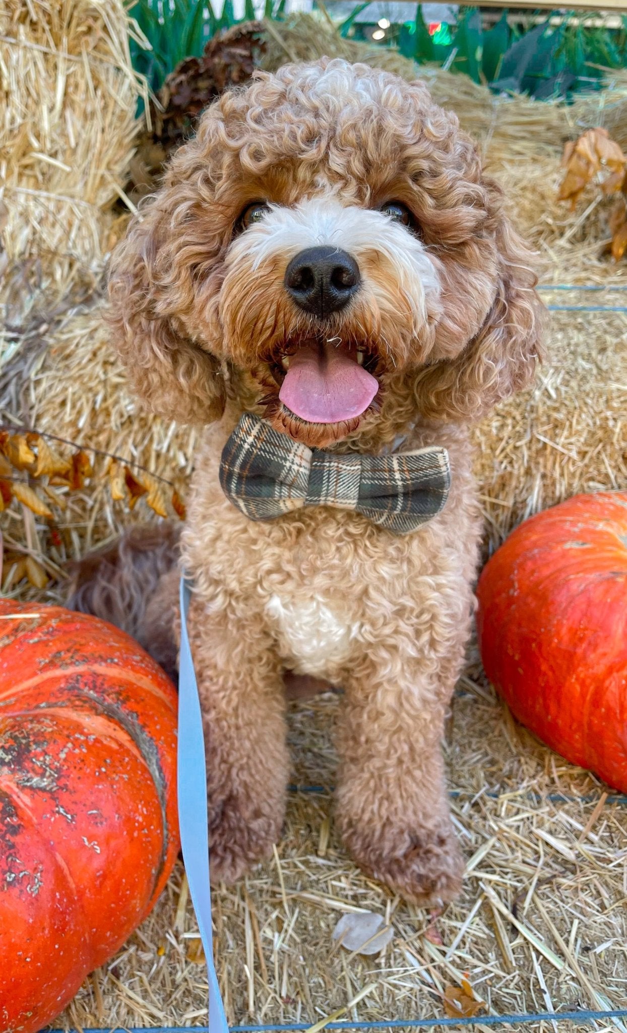 Woodland Plaid Flannel Dog Bow Tie - SUNNY TAILS