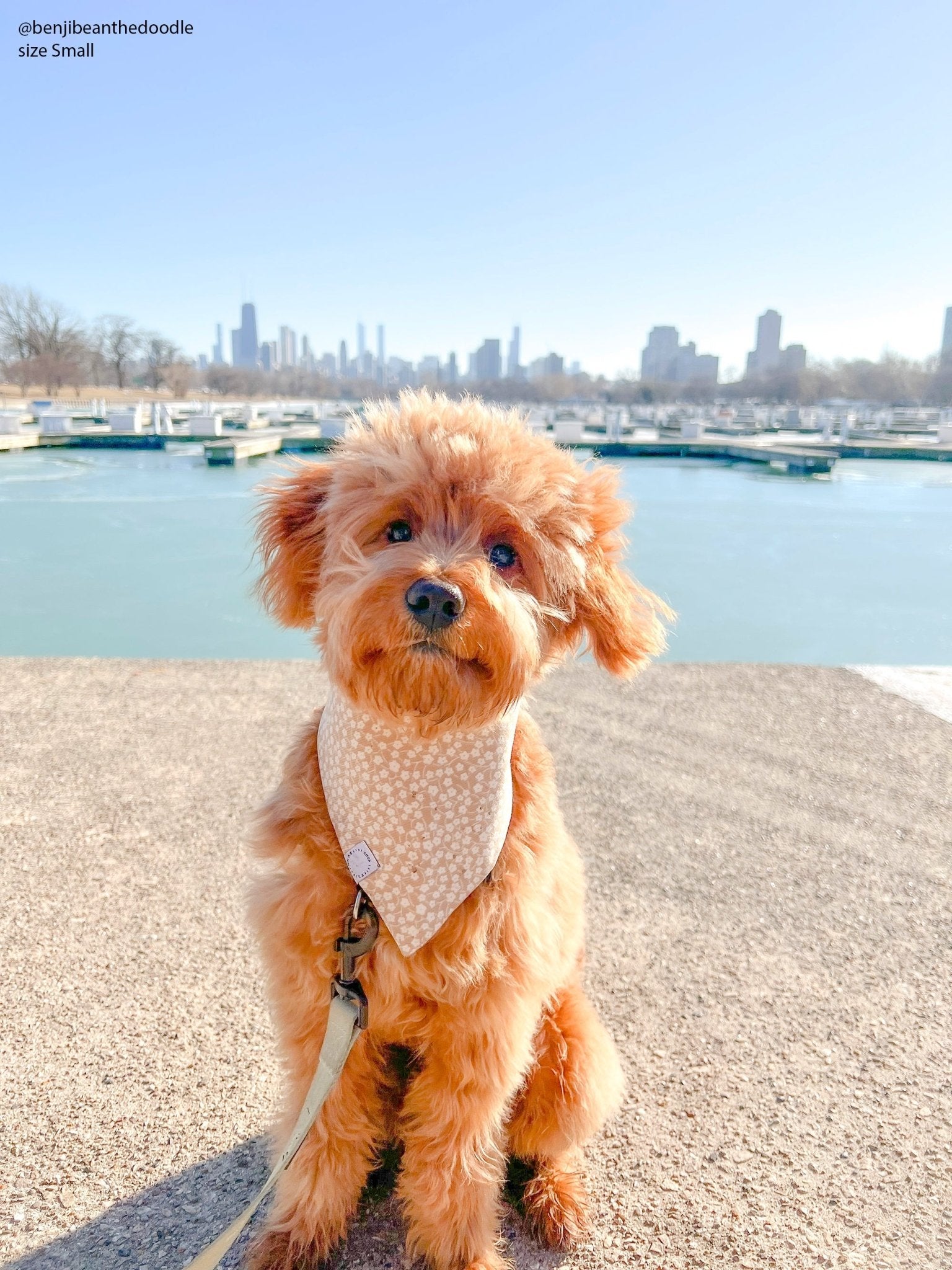 Corduroy Everyday Floral Dog Bandana - SUNNY TAILS