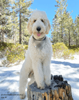 Moss Green Flannel Dog Bandana - SUNNY TAILS
