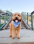 Blue Herringbone Flannel Teddy Bear Dog Bandana - SUNNY TAILS