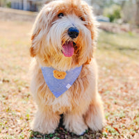 Blue Herringbone Flannel Dog Bandana | Teddy Bear Dog Bandana | Shop Sunny Tails