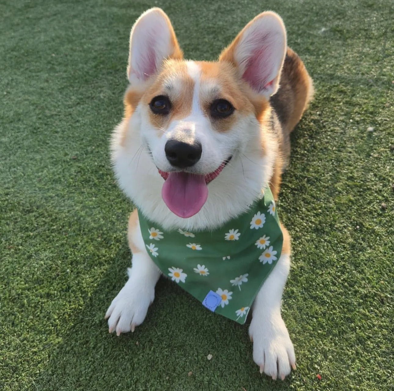 Blooming Daisies Green Dog Bandana - SUNNY TAILS