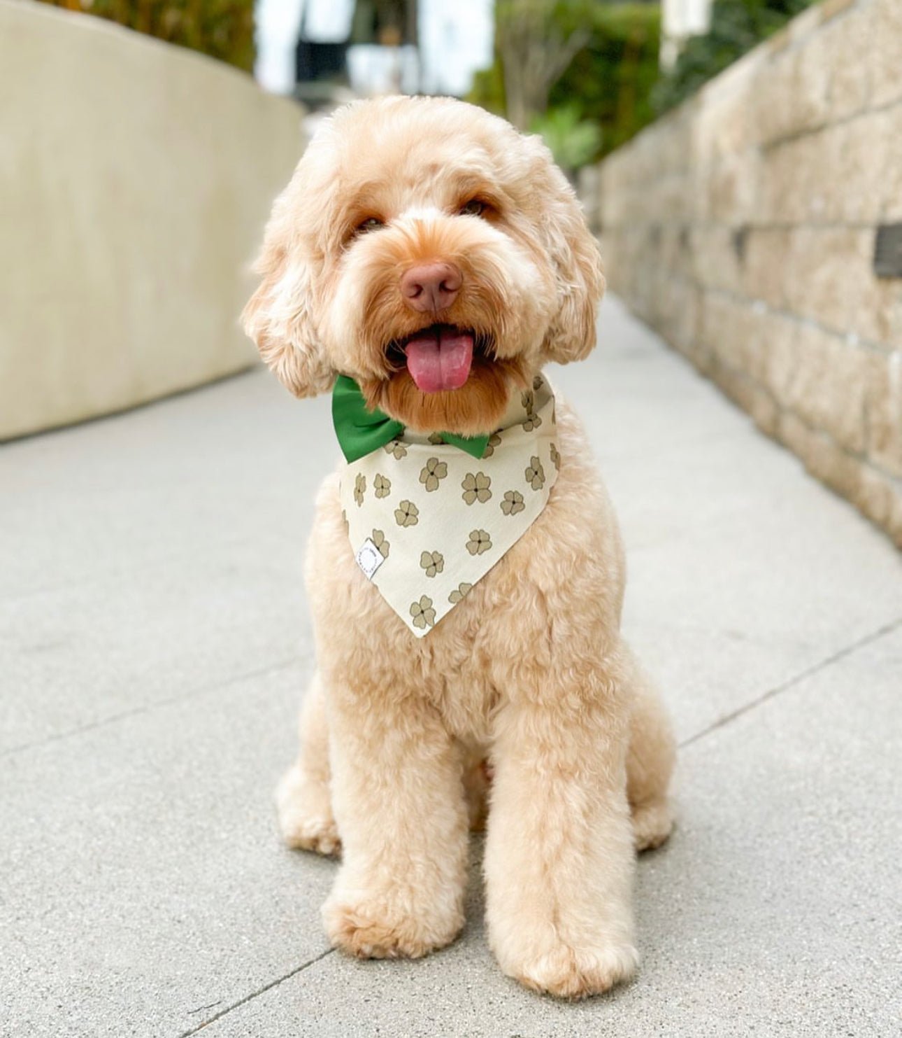 Lucky Clover Corduroy Dog Bandana - SUNNY TAILS