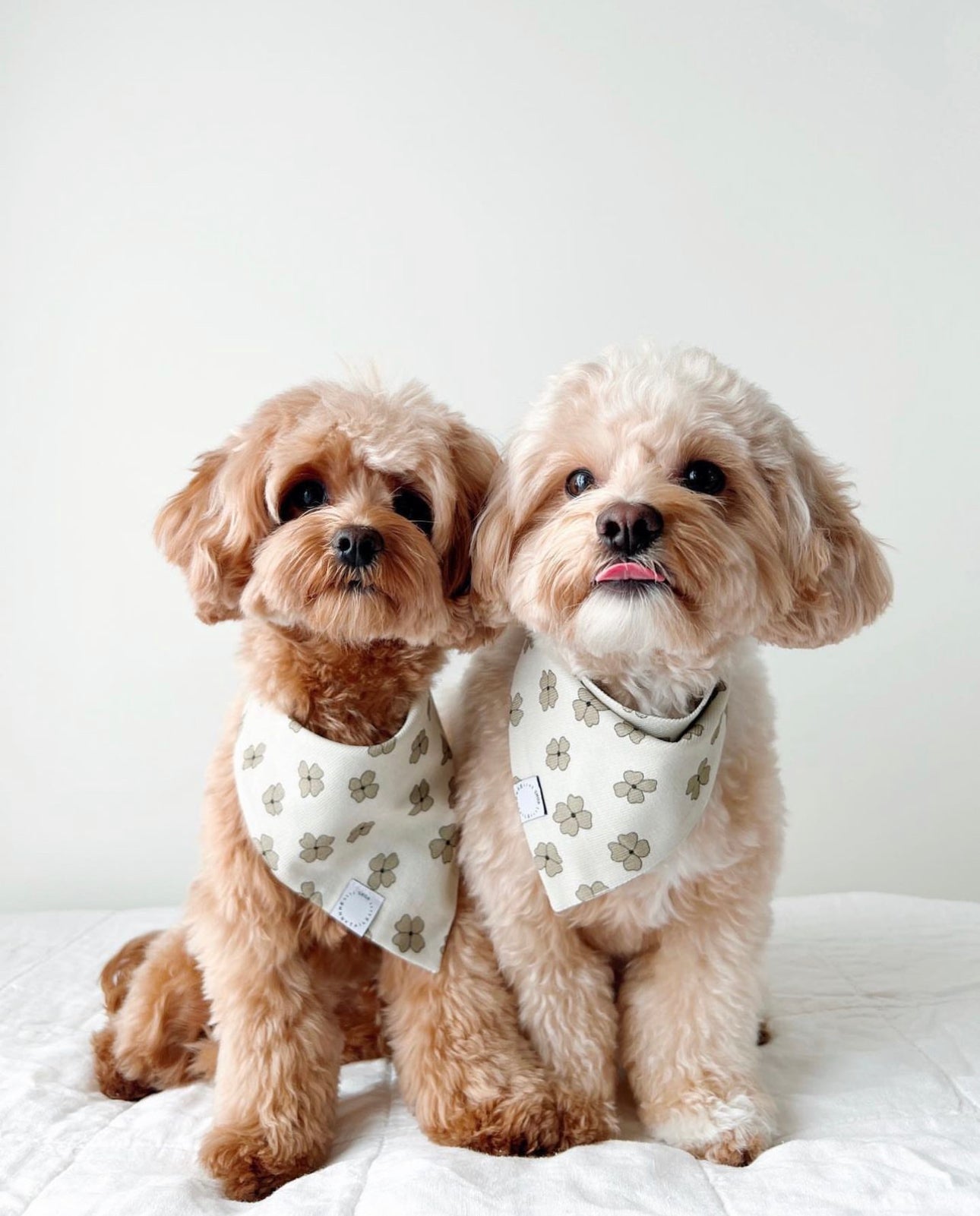 Lucky Clover Corduroy Dog Bandana - SUNNY TAILS