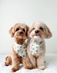 Lucky Clover Corduroy Dog Bandana - SUNNY TAILS