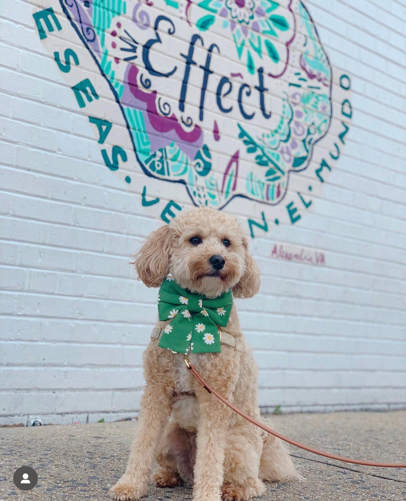 Blooming Daisies Green Dog Sailor Bow - SUNNY TAILS