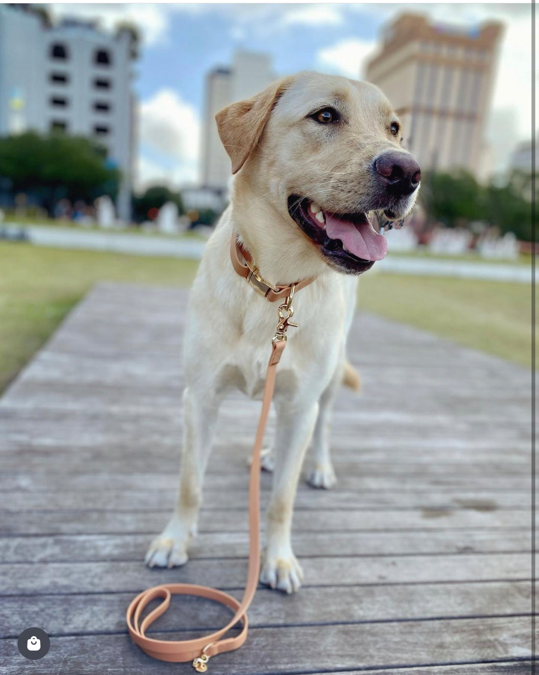 Chai Brown Waterproof Dog Collar | Brown Taupe Quick Release Collar | Available in 3 Sizes | Durable Dog Collars | Shop Sunny Tails