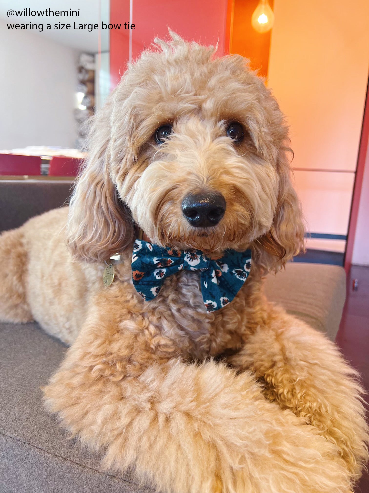 Corduroy Floral Dog Bow Tie - SUNNY TAILS