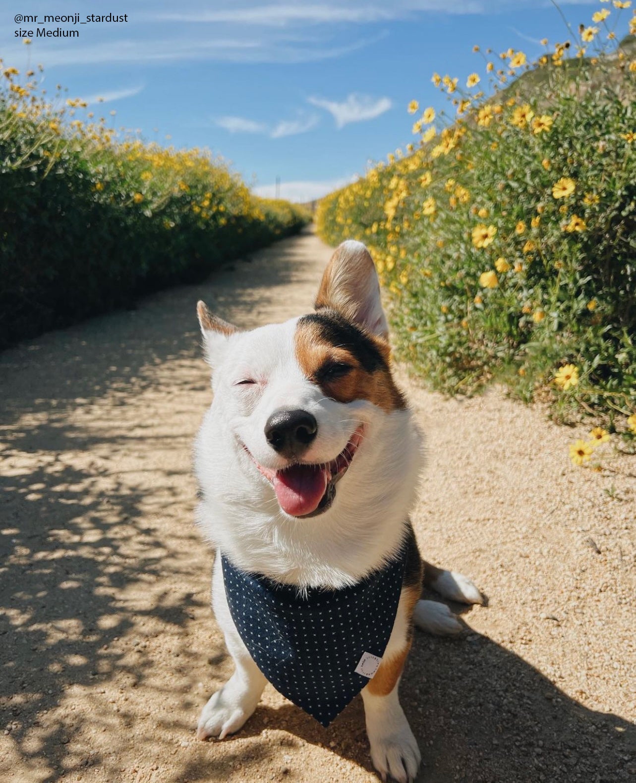 Classic Navy Dog Bandana - SUNNY TAILS