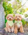 Olive Eyelet Sailor Dog Bow Tie - SUNNY TAILS