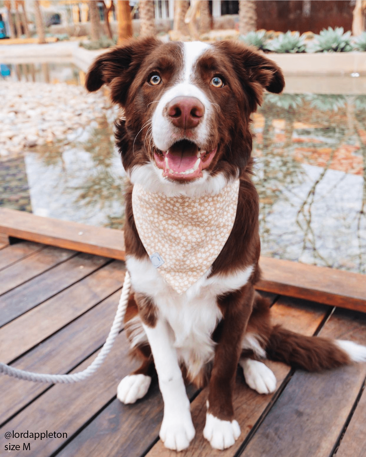 Corduroy Everyday Floral Dog Bandana - SUNNY TAILS