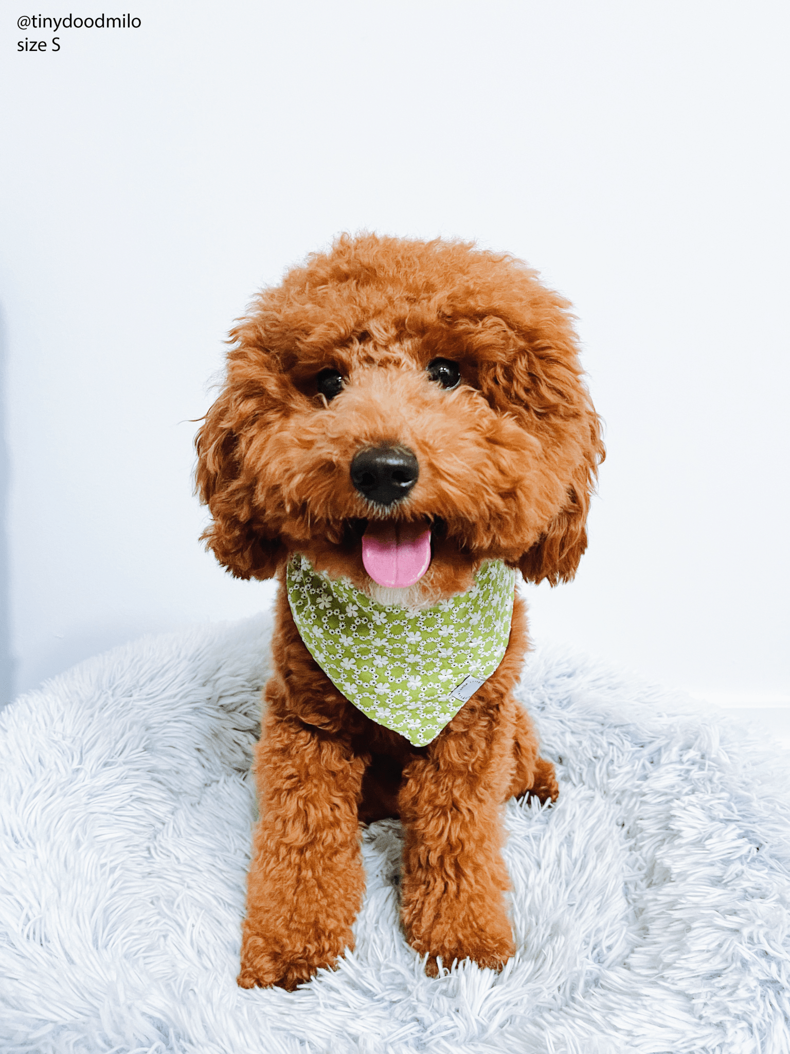 Olive Eyelet Dog Bandana - SUNNY TAILS