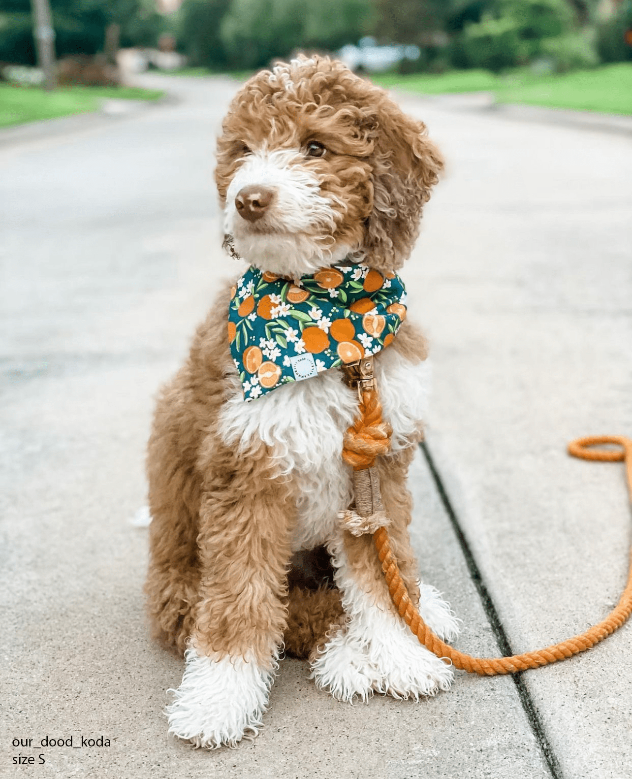 Simply The Zest Oranges Dog Bandana - SUNNY TAILS