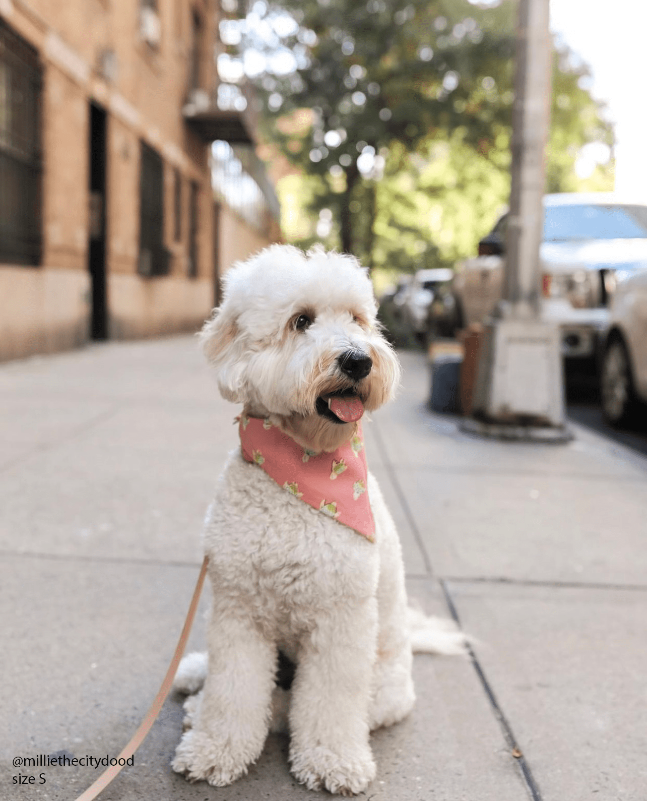 Just Keep Swimming Turtles Dog Bandana - SUNNY TAILS