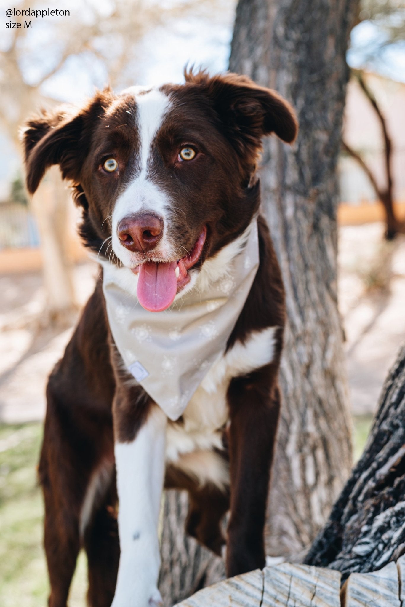 Dandelions Dog Bandana - SUNNY TAILS