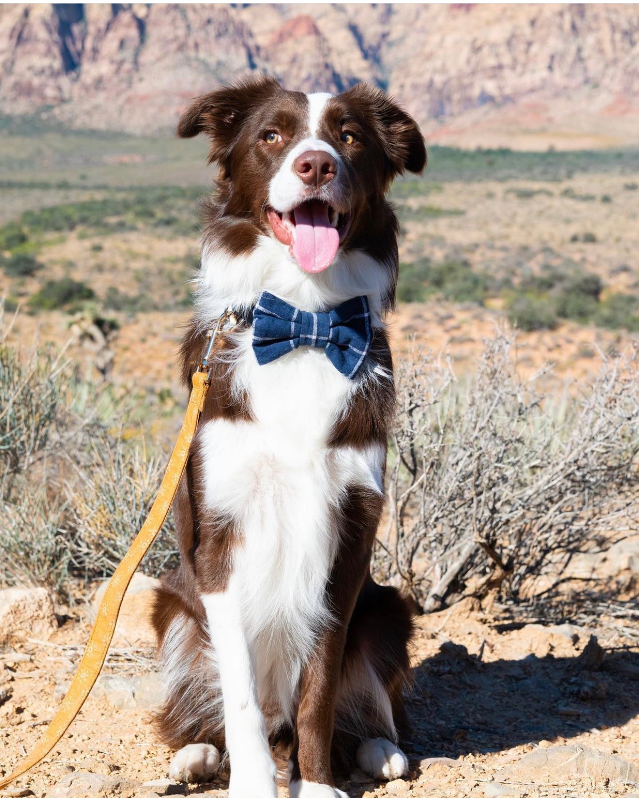 Navy Blue Windowpane Linen Dog Bow Tie