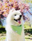 Father's Day Bundle Green Favorites - SUNNY TAILS