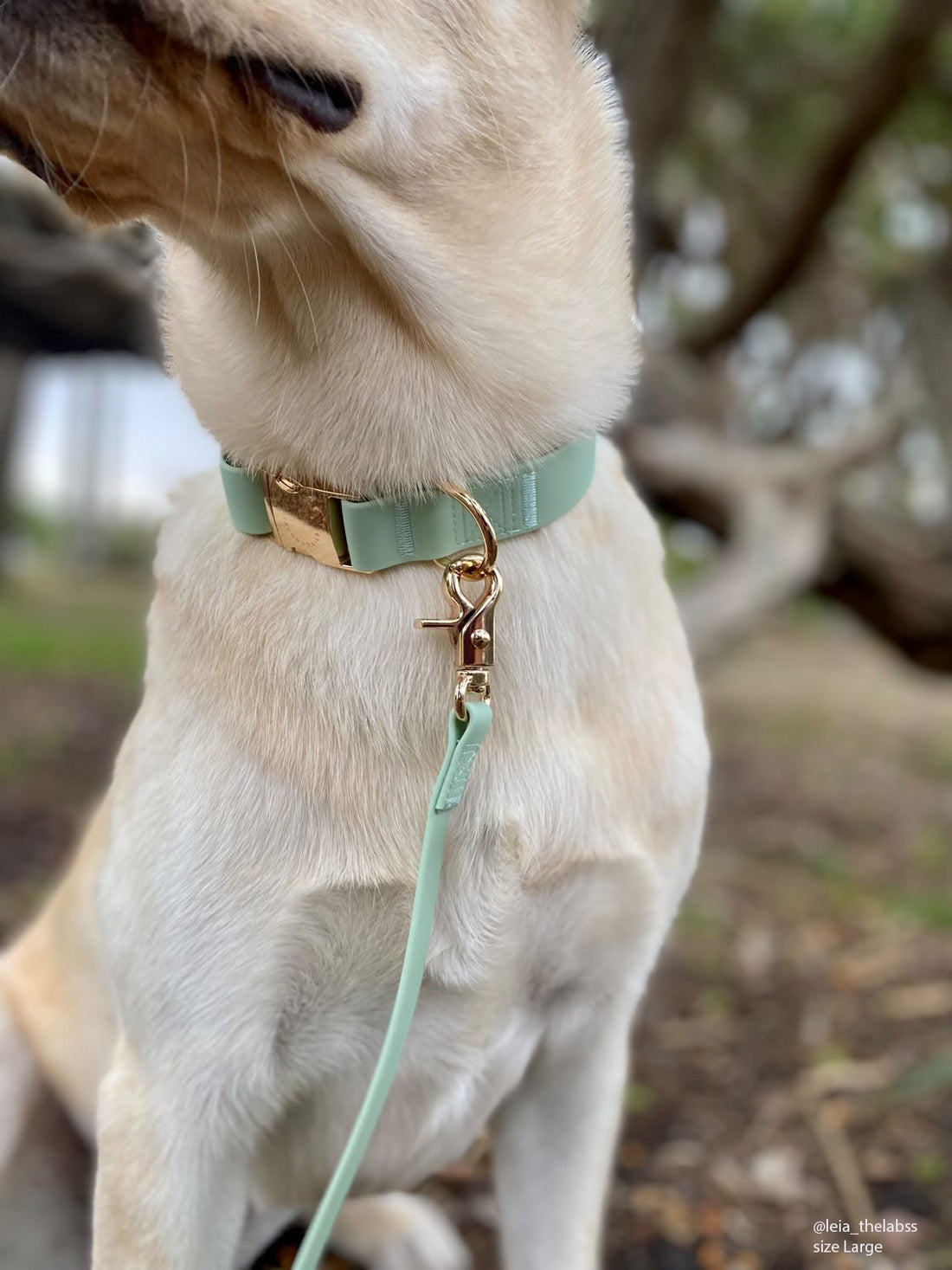 Pistachio Green Waterproof Dog Collar | Sage Green Dog Collar | Available in 3 Sizes | Durable Dog Collars | Shop Sunny Tails