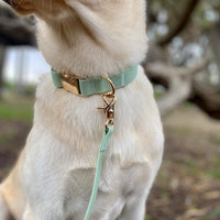 Pistachio Green Waterproof Dog Collar