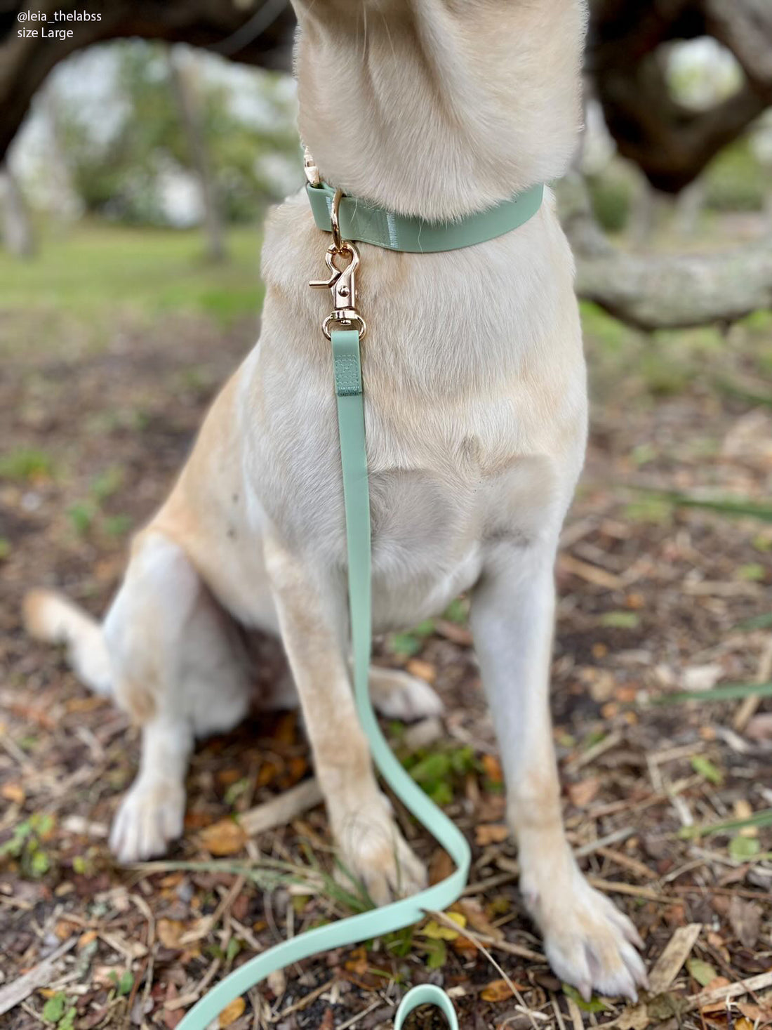 Pistachio Green Waterproof Dog Collar