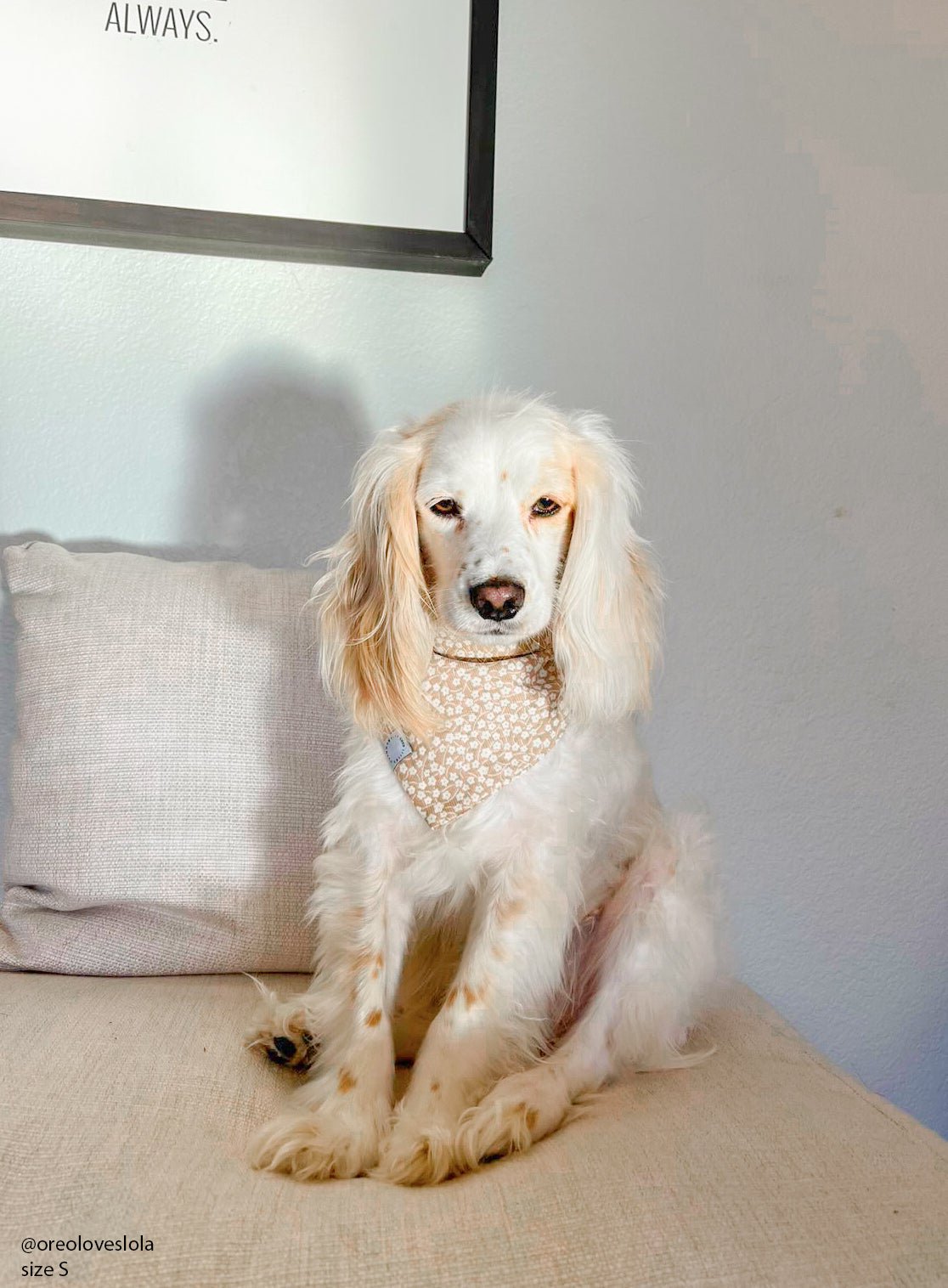 Corduroy Everyday Floral Dog Bandana - SUNNY TAILS