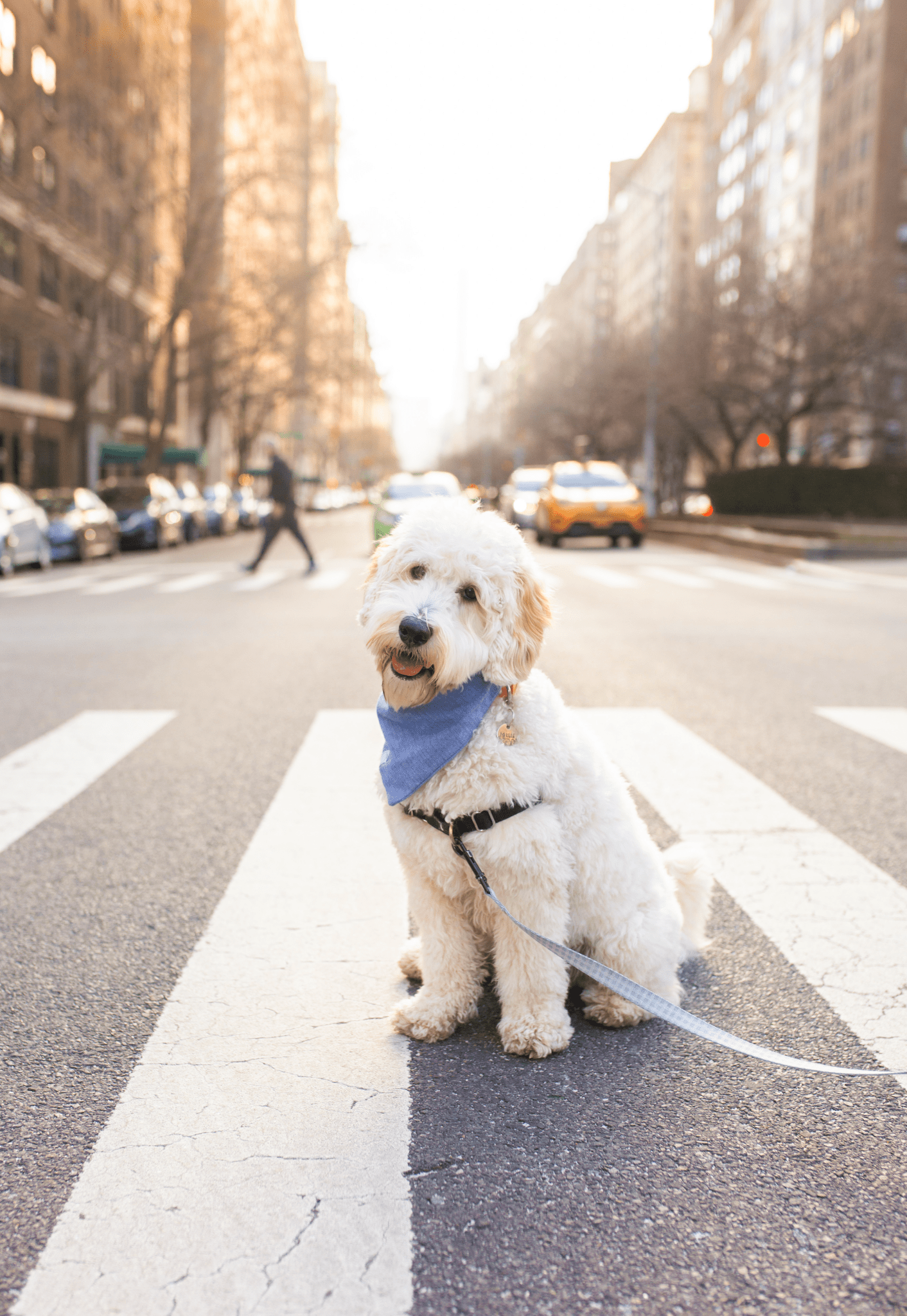 Blue Herringbone Flannel Teddy Bear Dog Bandana - SUNNY TAILS