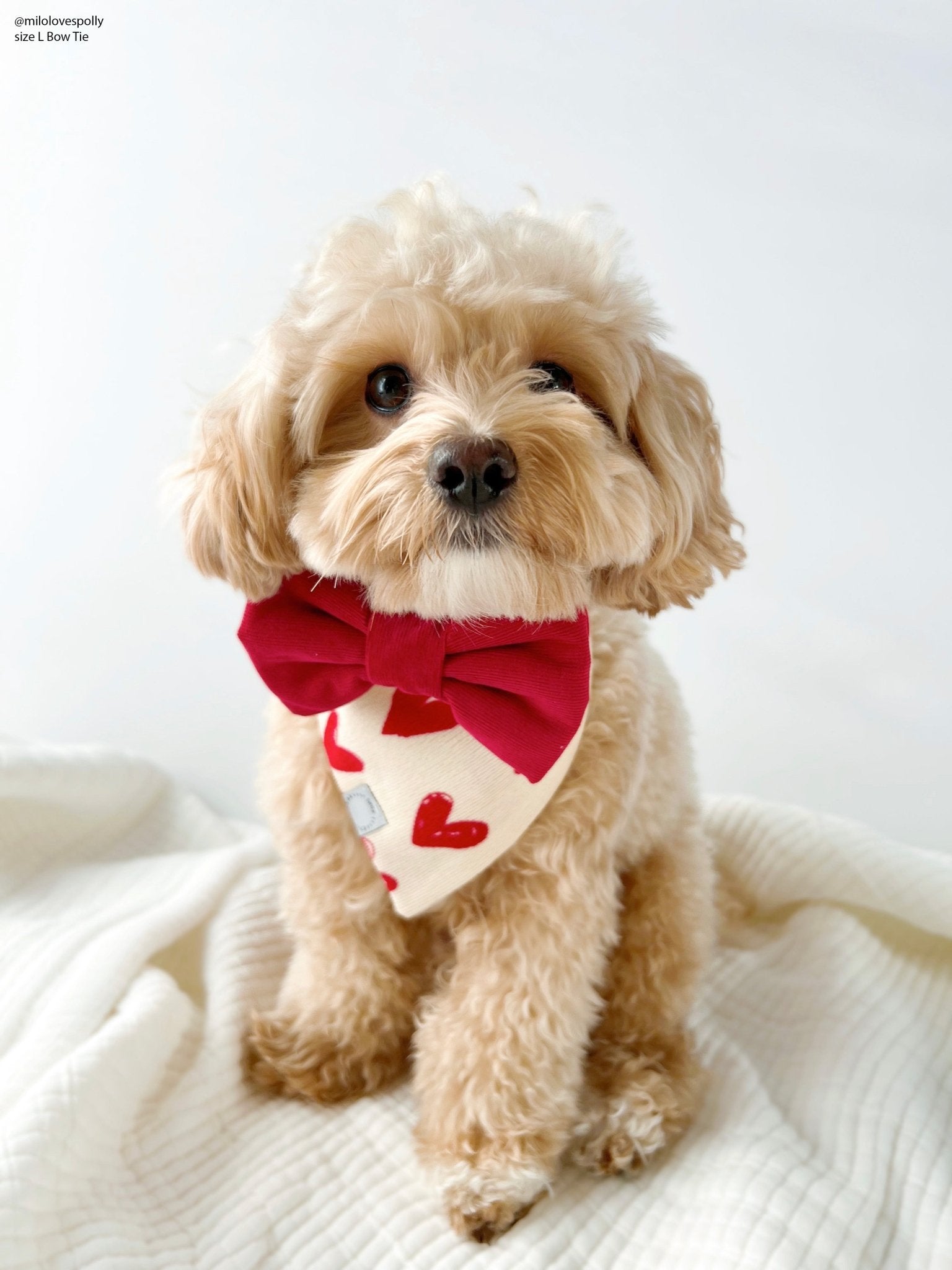 Red Corduroy Dog Bow Tie - SUNNY TAILS