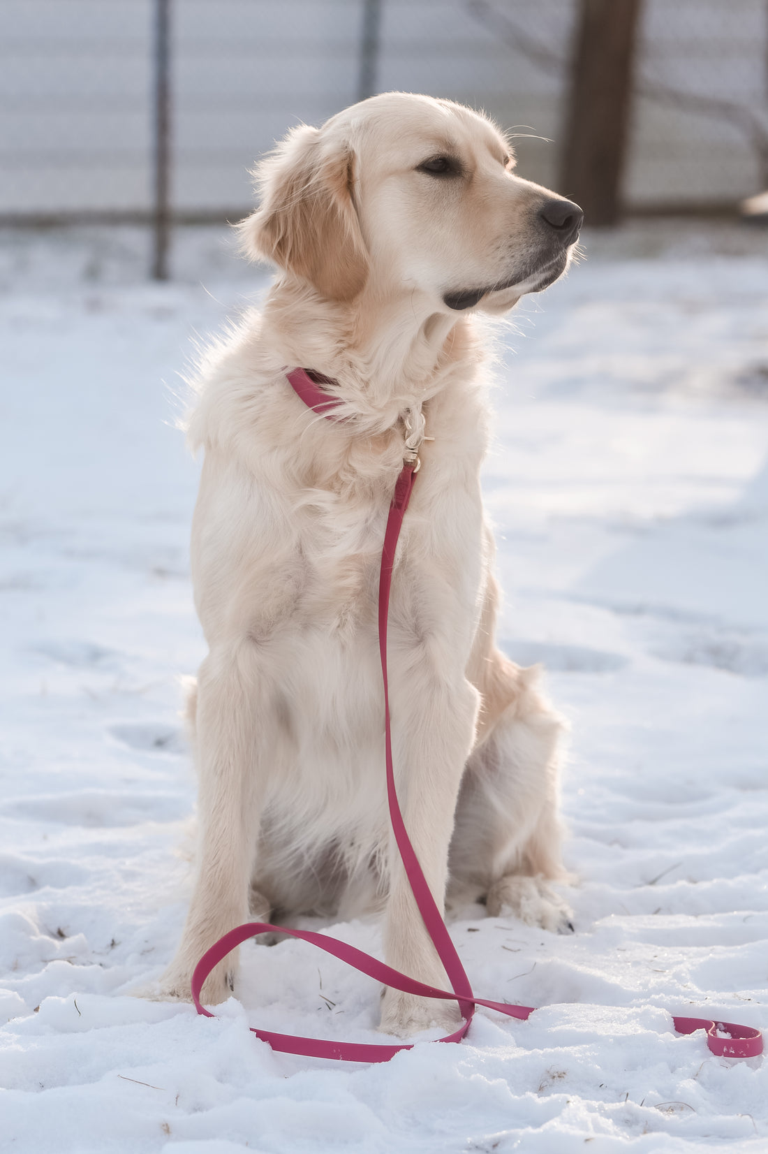 Mulberry Burgundy Waterproof Cloud Dog Leash | Lightweight PVC Leash | Odor Proof, Stink Proof, and Durable | Available in 3 Lengths