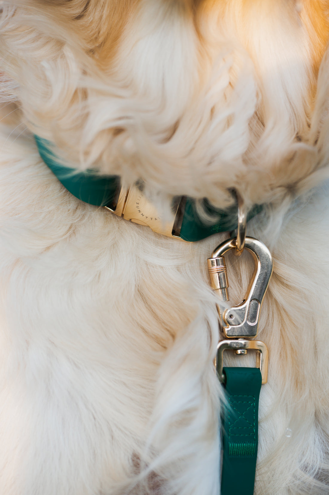 Wholesale High Quality Pet Dog Collar Metal Hardware Gold Side