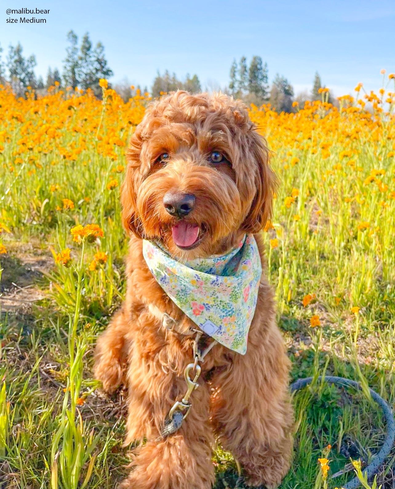 Flower Fields Dog Bandana - SUNNY TAILS