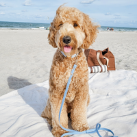 Malibu Blue Gingham Waste Bag Holder | Dog Poop Bag Holder | Dog Walk Bag | Shop Sunny Tails