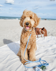 Malibu Blue Waterproof Cloud Dog Leash | Lightweight PVC Leash | Odor Proof, Stink Proof, and Durable Dog Lead | Available in 3 Lengths 