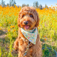 Flower Fields Dog Bandana