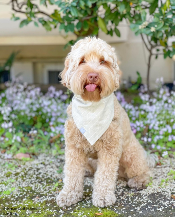 Khaki Adventures Dog Bandana | Neutral Dog Bandana | Shop Sunny Tails