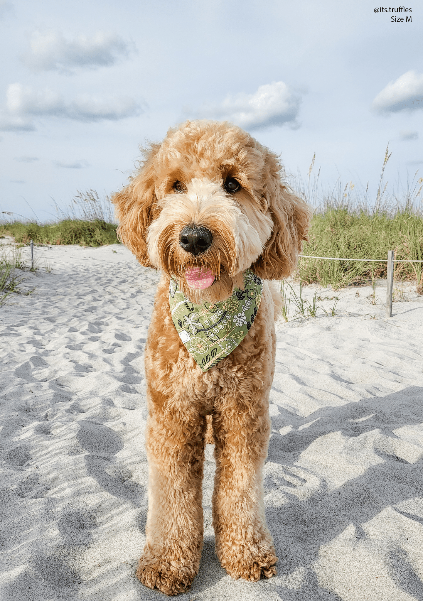 Embroidered Greenhouse Green Dog Bandana - SUNNY TAILS