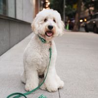 Meadow Green Waterproof Cloud Dog Leash | Lightweight PVC Leash | Odor Proof, Stink Proof, and Durable Dog Lead | Available in 3 Lengths 