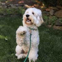 Meadow Green Waterproof Cloud Dog Leash | Lightweight PVC Leash | Odor Proof, Stink Proof, and Durable Dog Lead | Available in 3 Lengths 