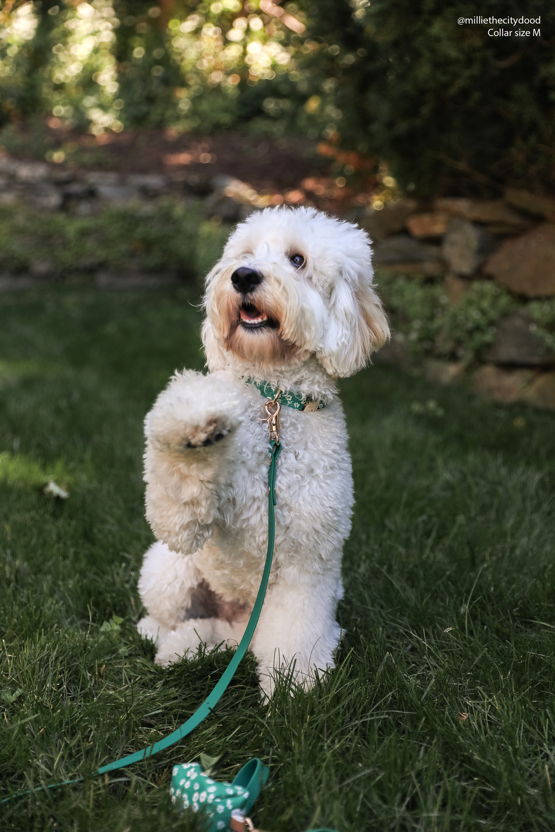 Summer Meadow Green Floral Dog Collar | Flower Dog Collar | Available in 3 Sizes | Durable Dog Collars | Shop Sunny Tails