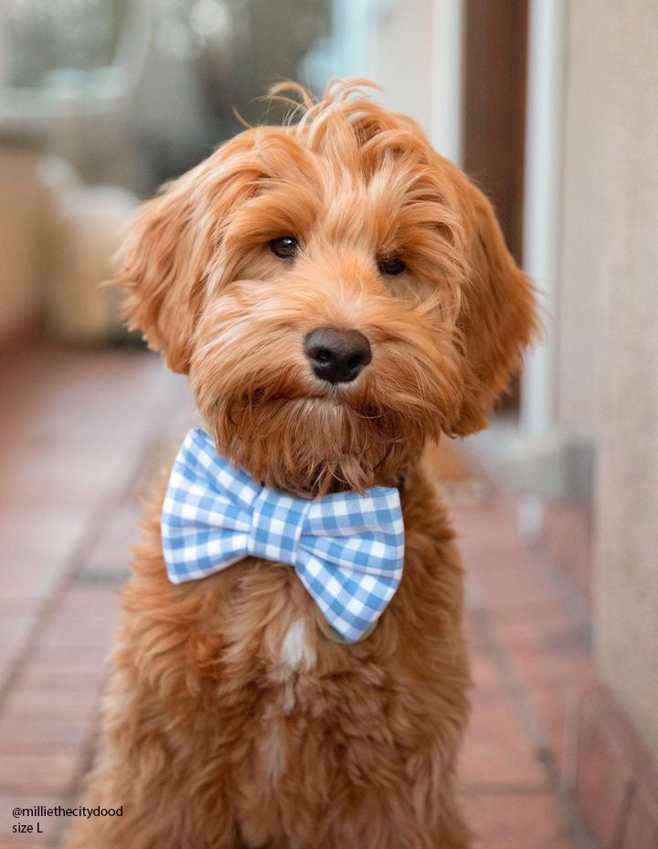 Periwinkle Blue Gingham Dog Bow Tie | Spring Snap Over Collar Bow Tie | Shop Sunny Tails