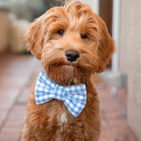 Periwinkle Blue Gingham Dog Bow Tie | Spring Snap Over Collar Bow Tie | Shop Sunny Tails