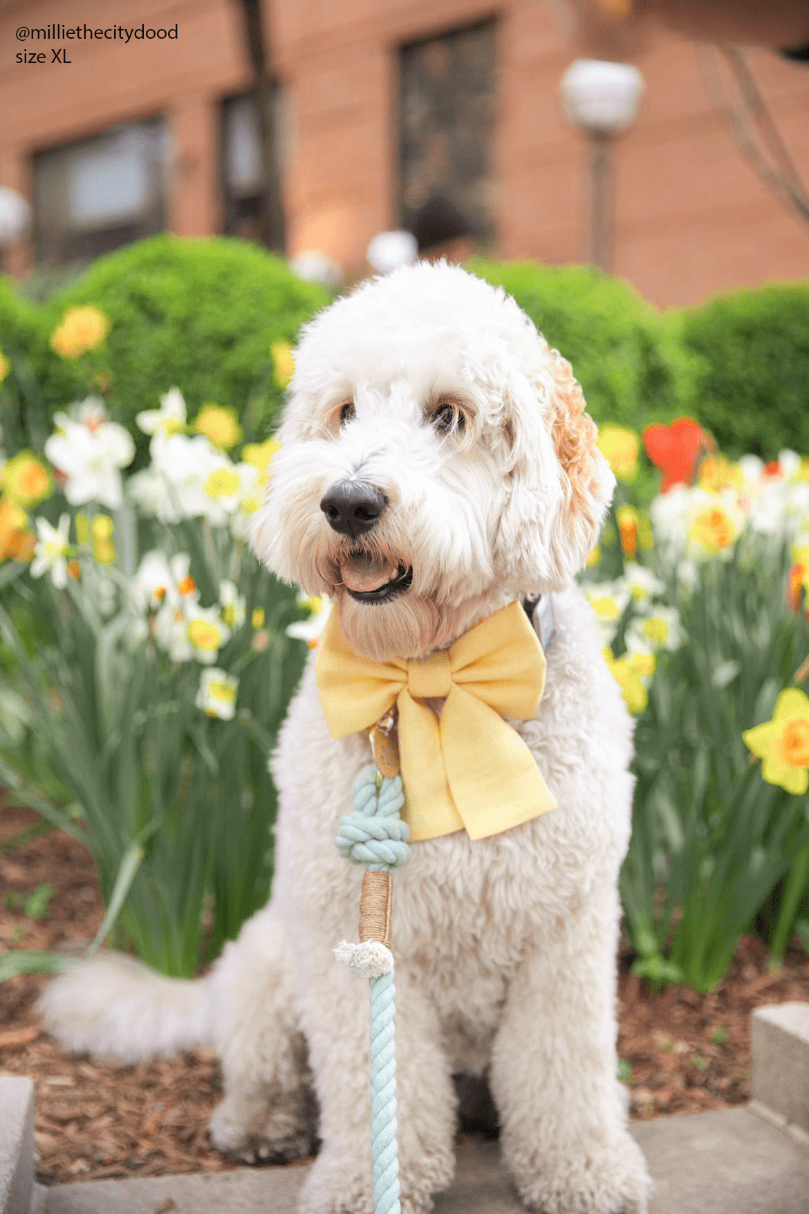 Mother's Day Bundle Bright & Floral - SUNNY TAILS