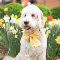Yuzu Yellow Linen Dog Sailor Bow