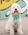 Matcha Sage Green Linen Dog Sailor Bow - SUNNY TAILS