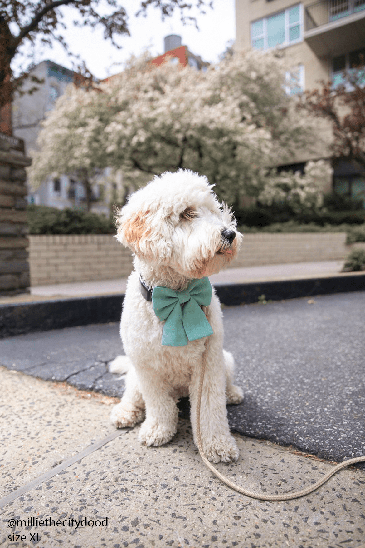 Matcha Sage Green Linen Dog Sailor Bow - SUNNY TAILS